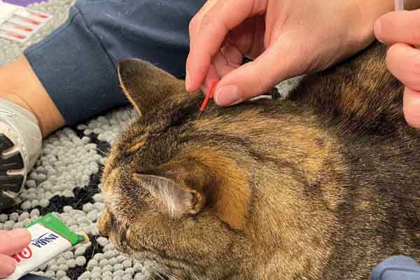 An integrated approach to older cat care
