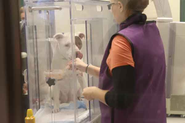 Canine respiratory, digestive disease 'strongly linked,' study says