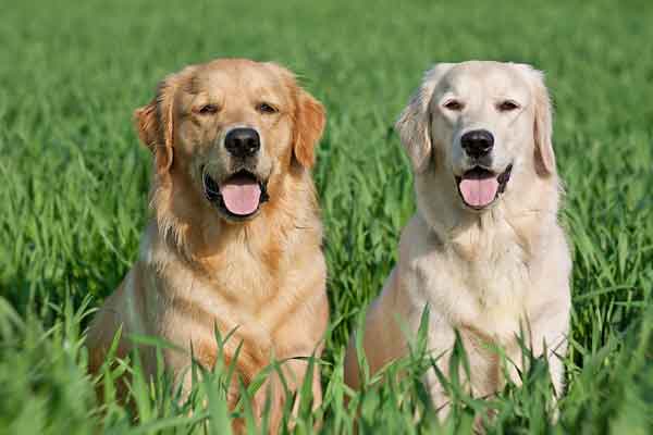 Canine cancer study reveals alarming hemangiosarcoma prevalence