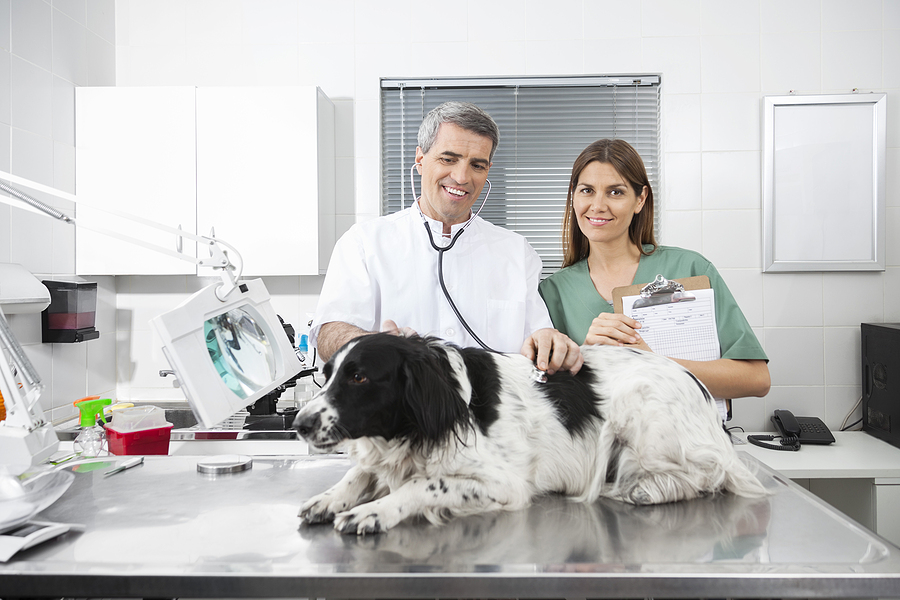 Veterinary practices for sale