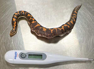 Sneaking a snake snack