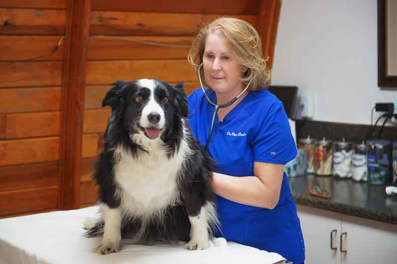 Expanded interview with AVMA president Rena Carlson, DVM