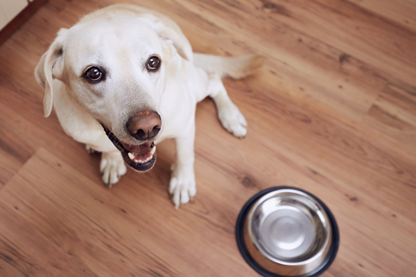 Dog food pulled due to <i>Salmonella</i>