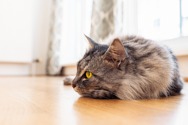Feline pet insurance brand finds buyer