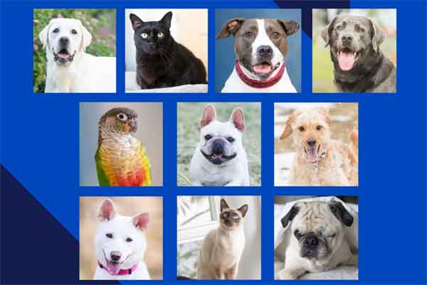 Charger-chewing dog, high-flying feline among whackiest insurance claims