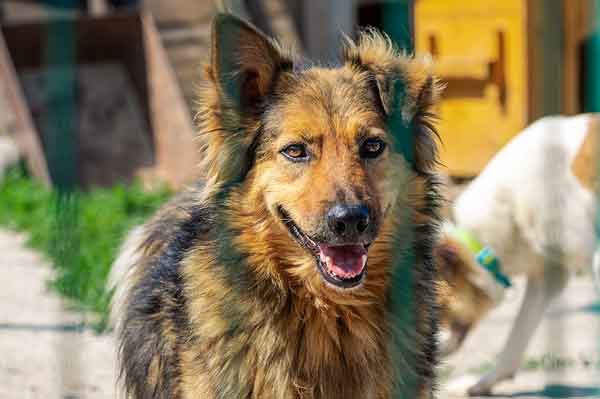 $1M disinfectant donation aids hurricane-affected pets