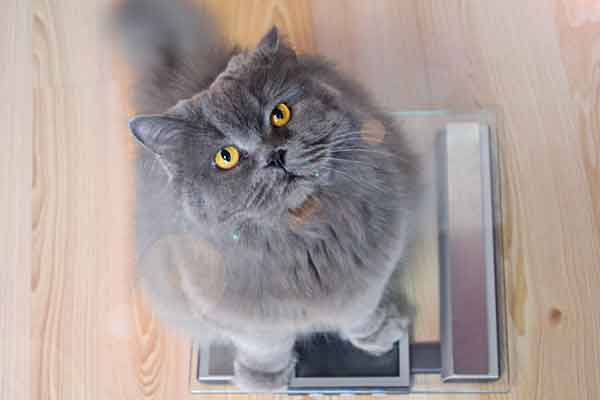 Tackling pet obesity requires team effort