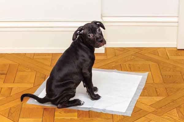 A guide on treating canine urinary obstruction