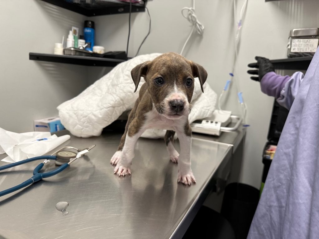 Puppy survives parvo with a single-dose treatment