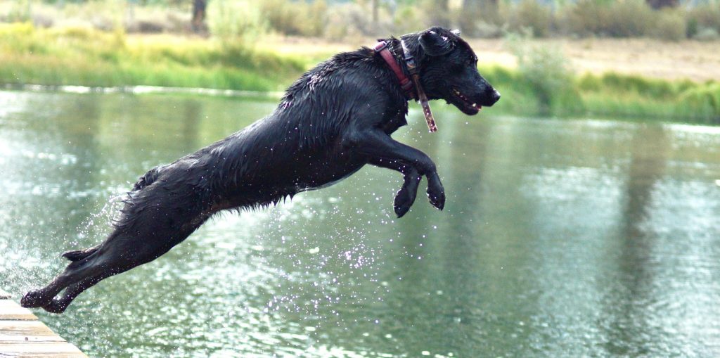 Mushroom-poisoned dog in California develops Addison’s disease