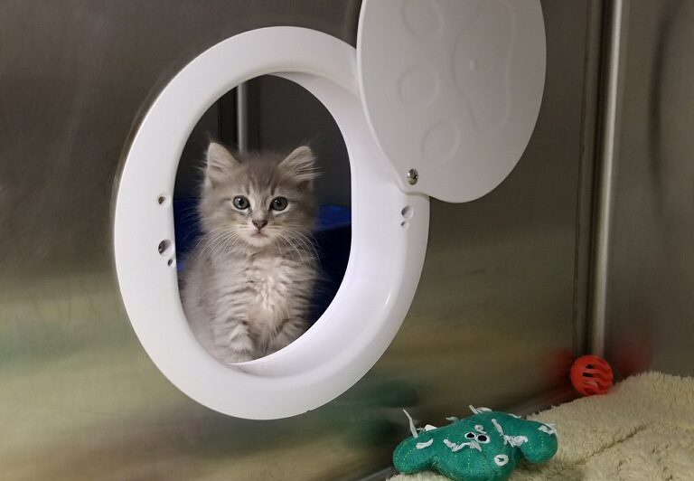 Creating feline-friendly housing