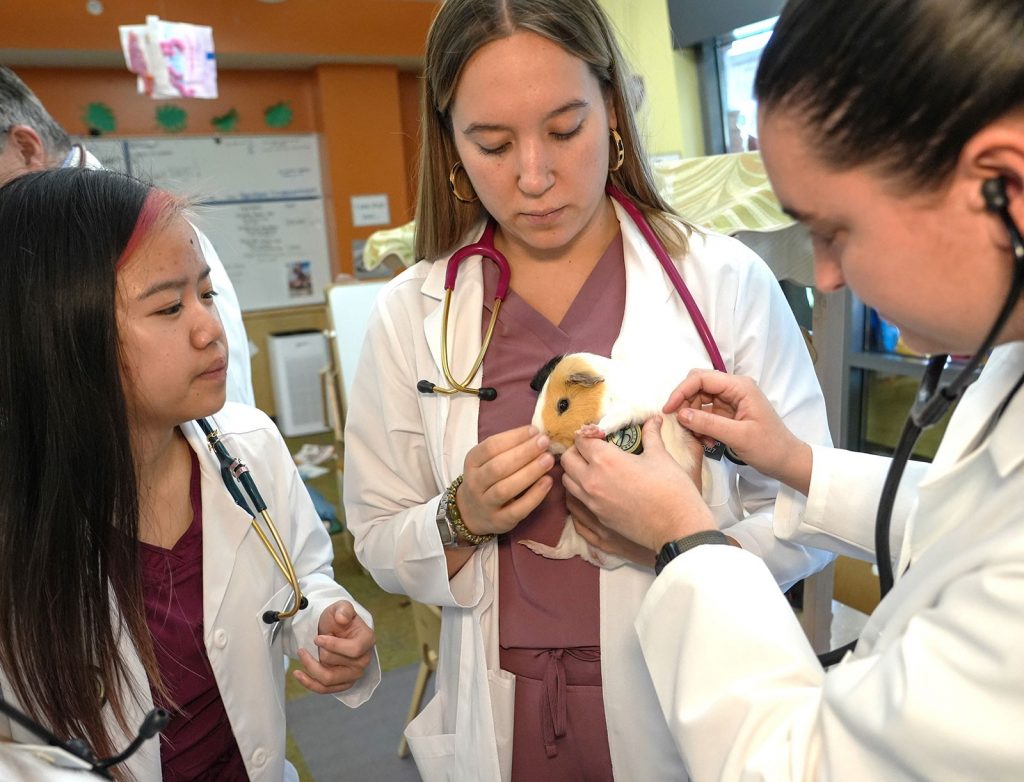 Veterinarian and vet med students visit preschool for pet checkups