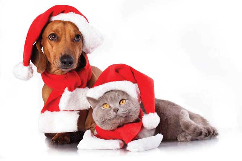 Holiday hazards: 'Tis the season for sharing life-saving tips