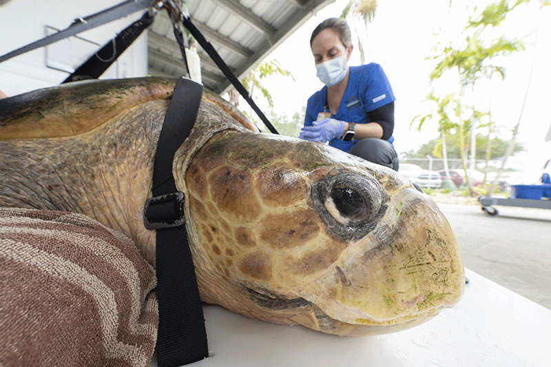 Sea Turtle Hospital marks a sea change in local care