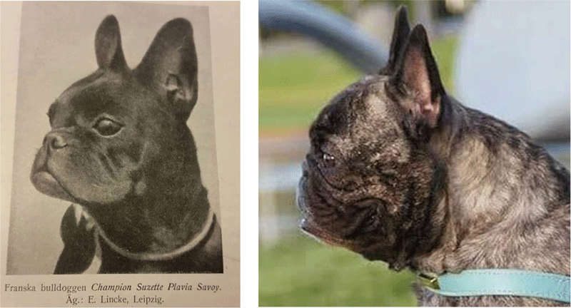 Addressing vertebral column diseases of French bulldogs