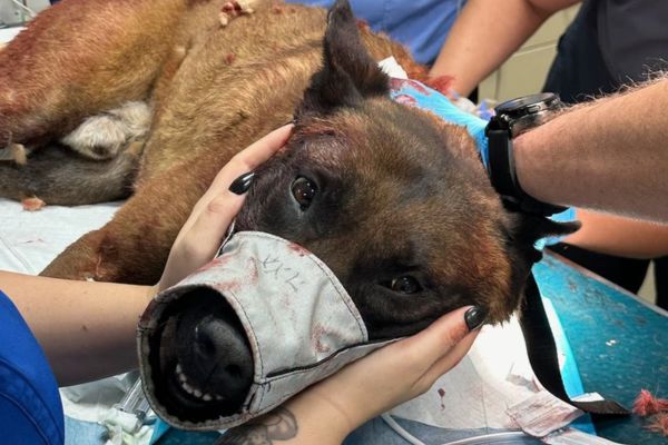Las Vegas police dog stabbed on duty recovers and is 'in good spirits'