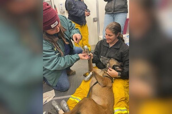 Veterinary emergency team in Texas awarded for response efforts during the state's largest fire