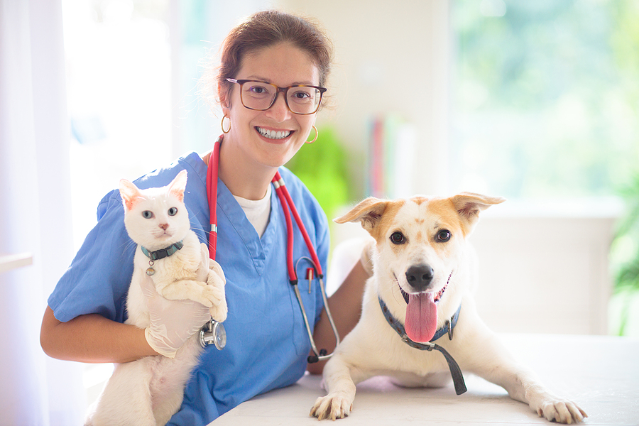 Dermatitis, gastroenteritis among top reasons for veterinary visits, report shows