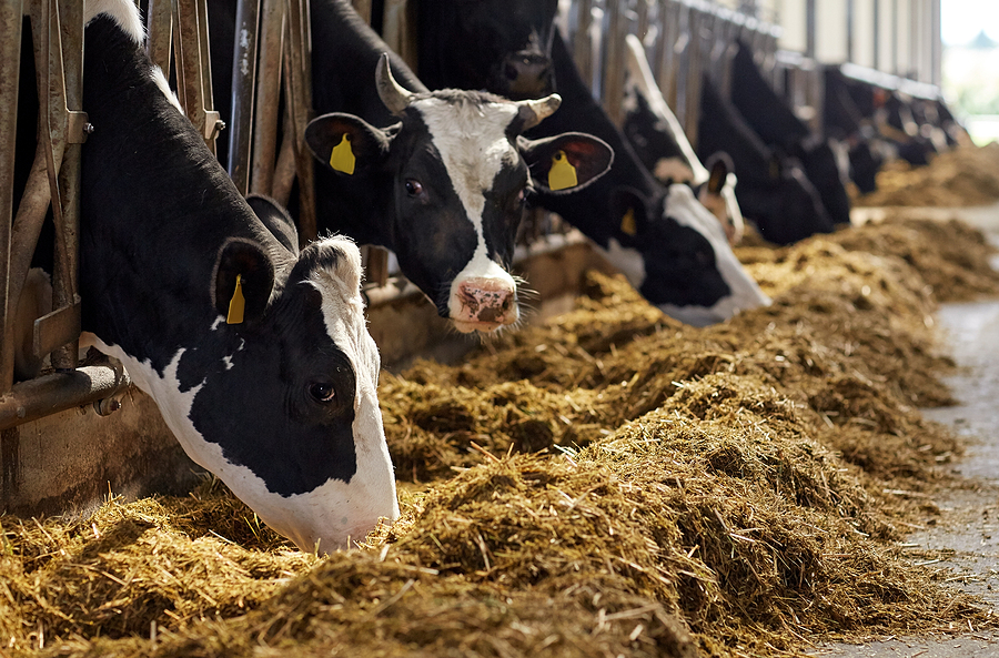 Testing, reporting of dairy cattle required by the USDA amidst avian influenza threat