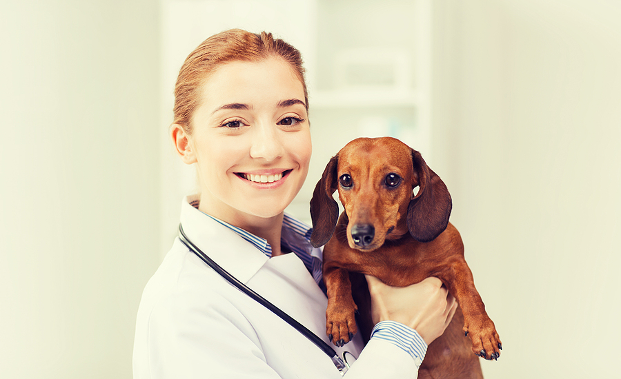 Only 49 percent of veterinarians believe their profession is appreciated, survey shows