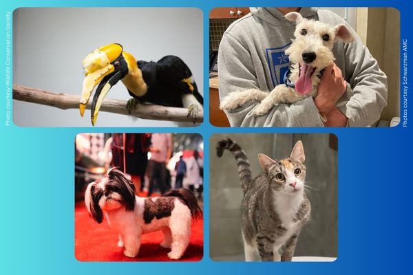 Vet-patient success stories celebrated in annual luncheon