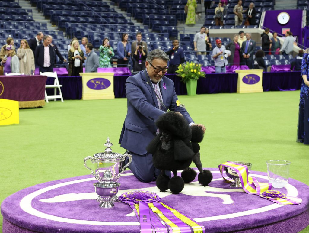 Sage the miniature poodle wins top prize at Westminster dog show