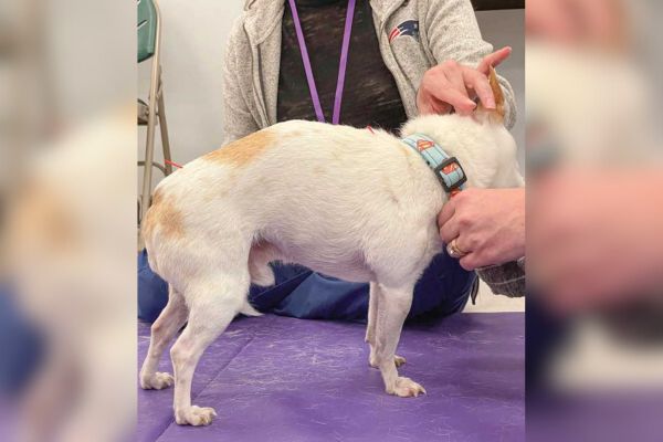 What to know about animal chiropractic