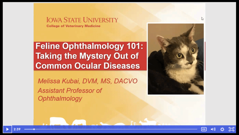 Feline Ophthalmology 101: Taking the Mystery out of Common Ocular Diseases