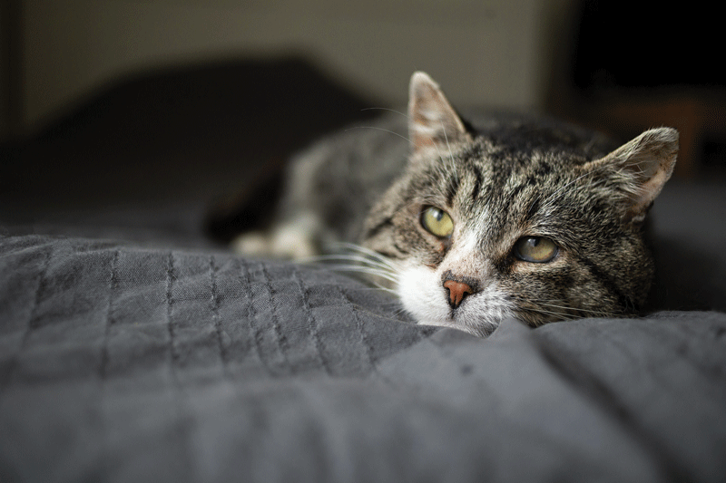 Tips for evaluating aging pets