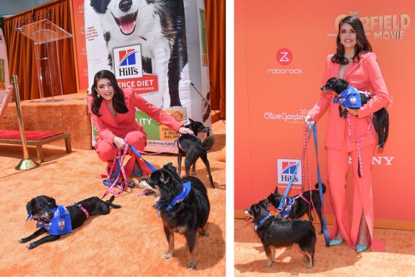 Adoption of senior pets focus of celebrity-backed campaign