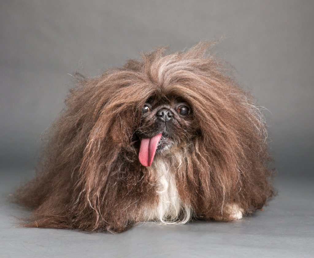 Dog From Oregon Named The World s Ugliest Dog Veterinary Practice News Dog From Oregon Named The World s Ugliest Dog Veterinary Practice News