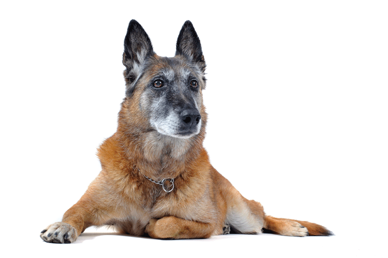 Senior pet care: Underscoring the value of preventive laboratory work in aging pets
