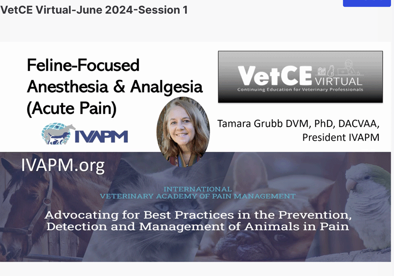 Feline-Focused Anesthesia & Analgesia