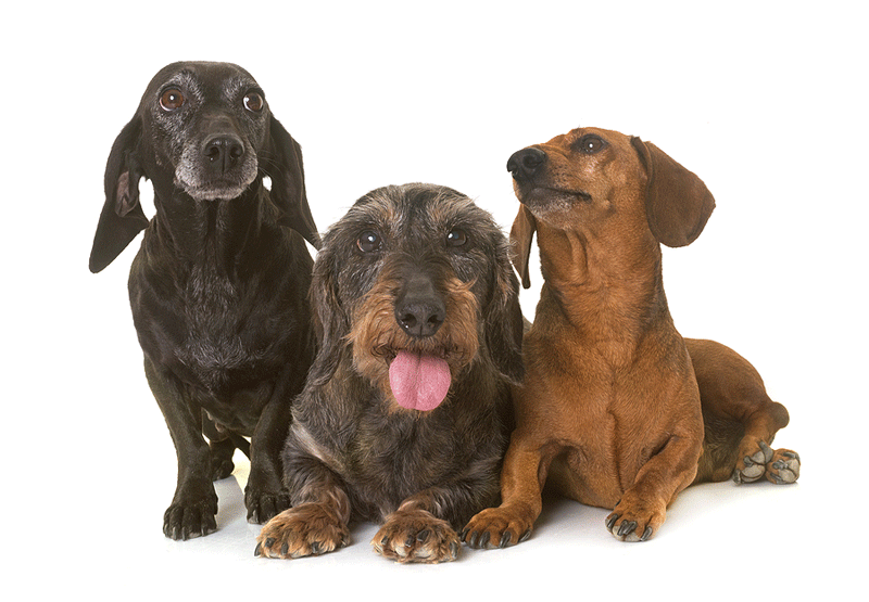 How to develop a sensible euthanasia policy