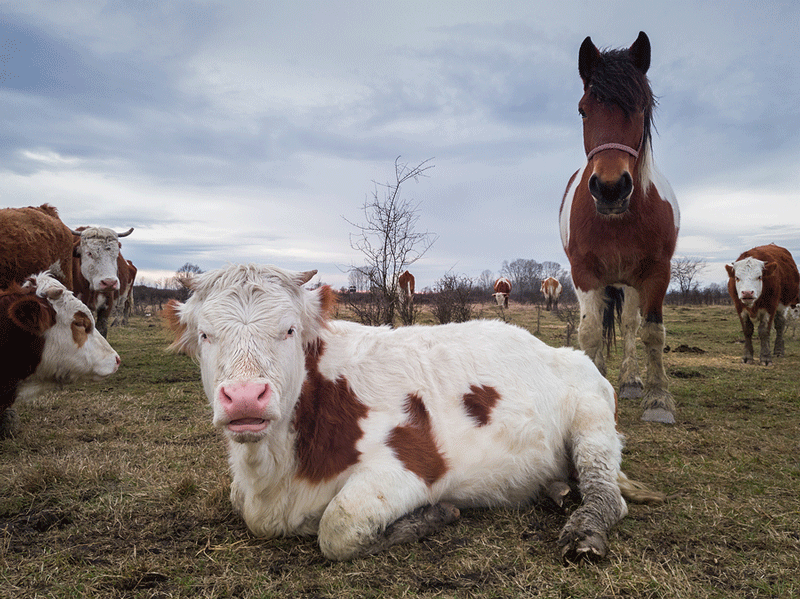 Benefits of using portable ultrasound in large animal care