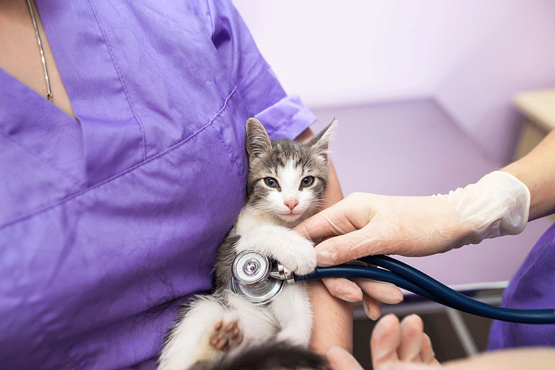 Tech Talk: Vet techs can help make your clinic more cat-friendly