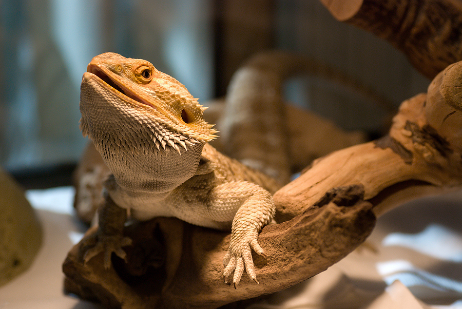 CDC issues warning of multistate <i>Salmonella</i> outbreak linked to bearded dragons