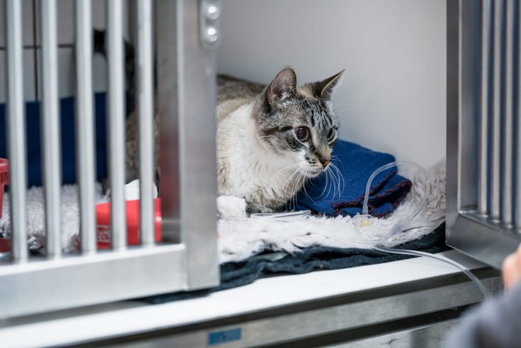 Noise from stainless steel kennels 'detrimental' to patient health, survey shows