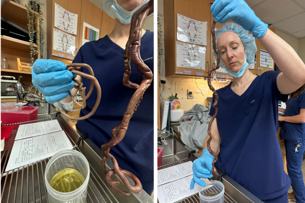 Three-foot kidney worms discovered in dog during a routine surgery in South Carolina