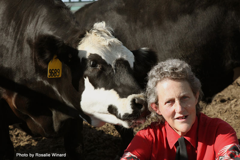 Linking livestock welfare and veterinary medicine