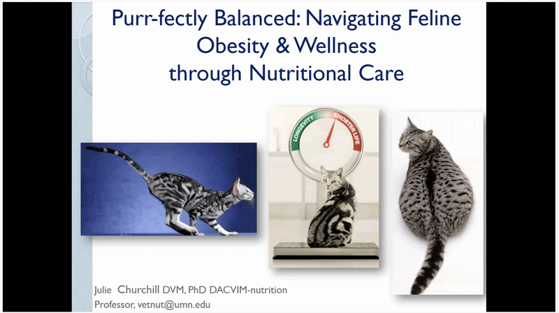 Purr-fectly Balanced: Navigating Feline Obesity & Wellness through Nutritional Care