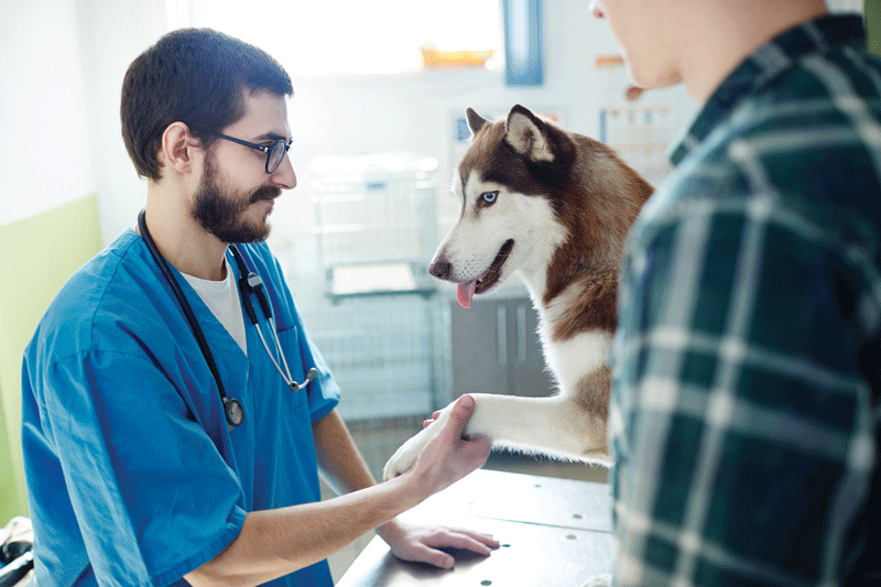 Adding fun to vet visits with trivial tidbits