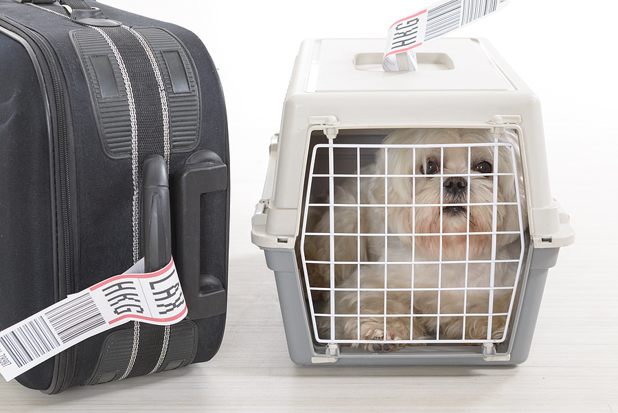 CDC updates rules for dog importation to the U.S.