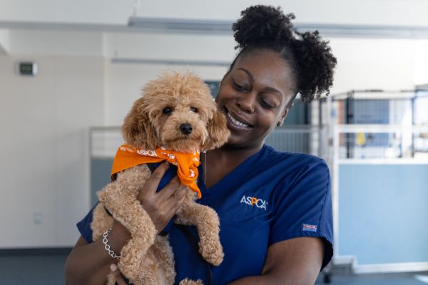 Manhattan poodle reunites with rescuers, vet care teams after recovery from alleged abuse