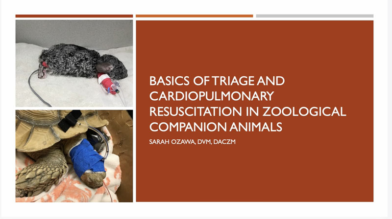 Basics of Triage and Cardiopulmonary Resuscitation in Zoological Companion Animals