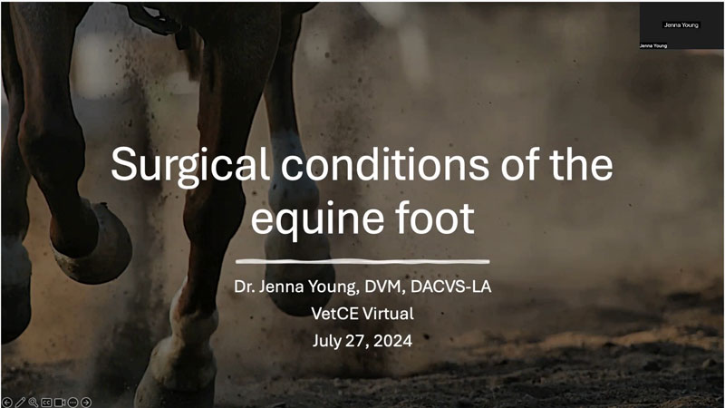 Surgical Conditions of the Equine Foot