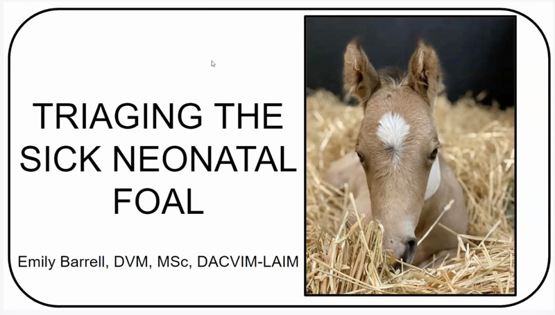 Triaging the Sick Neonatal Foal