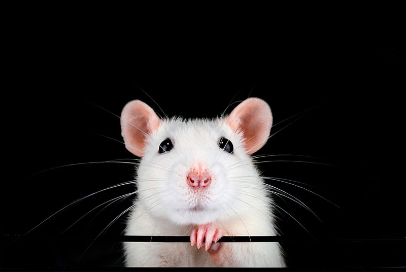 Tips to reduce pain in ferrets, mice, rabbits, and rats