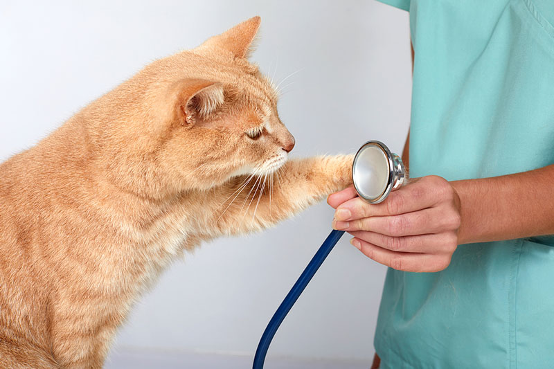 Tips to diagnose and treat feline meningiomas
