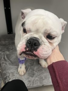 A white American bulldog.